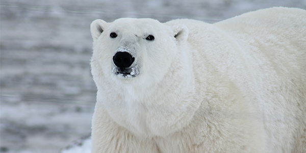 polarbear